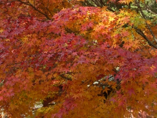 PO20091116_0299.jpg